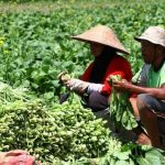Harga sayuran di kota Bandung terbukti